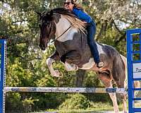 athletic-friesian-horse