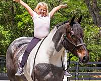 dressage-friesian-horse