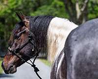 draft-friesian-horse