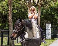 flashy-friesian-horse