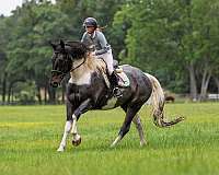 jumping-friesian-horse