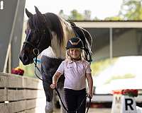 kid-safe-friesian-horse