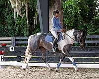 ridden-english-friesian-horse