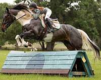 ridden-western-friesian-horse