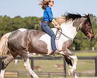lesson-friesian-horse