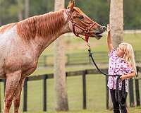 red-roan-friesian-horse