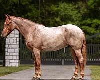red-roan-friesian