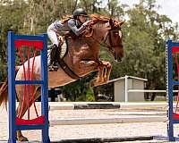 athletic-friesian-horse
