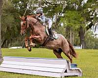 dressage-friesian-horse