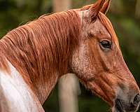 all-around-friesian-horse