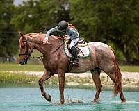 eventing-friesian-horse