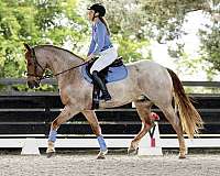 flashy-friesian-horse