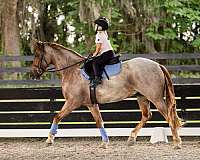 jumping-friesian-horse