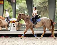 kid-safe-friesian-horse