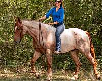 ranch-friesian-horse