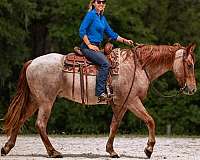 ranch-work-friesian-horse
