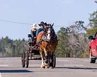 experienced-belgian-percheron-horse