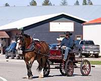 ranch-belgian-percheron-horse