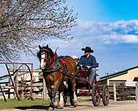 parade-belgian-percheron-horse