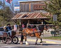 pleasure-driving-belgian-percheron-horse