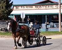 show-belgian-percheron-horse