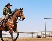 athletic-quarter-horse