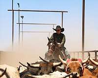 calf-roping-quarter-horse