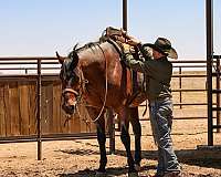 flashy-quarter-horse