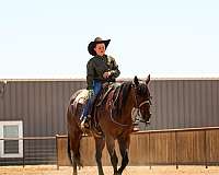husband-safe-quarter-horse
