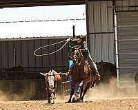 performance-quarter-horse