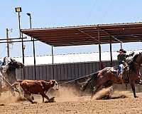 ranch-quarter-horse
