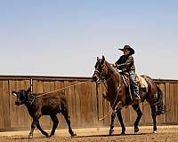 ranch-versatility-quarter-horse