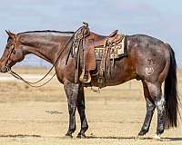 ranch-work-quarter-horse