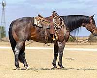 rodeo-quarter-horse