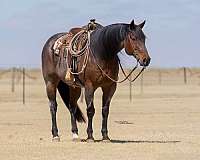 roping-quarter-horse
