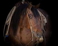 show-quarter-horse