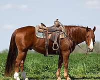 calf-roping-quarter-horse