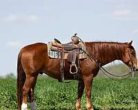 athletic-quarter-horse