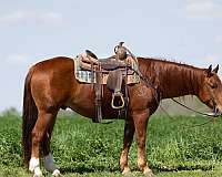 flashy-quarter-horse