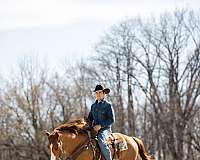 performance-quarter-horse