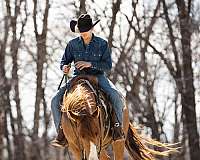ranch-quarter-horse