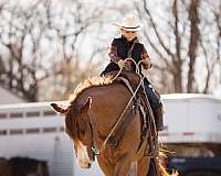 ranch-versatility-quarter-horse