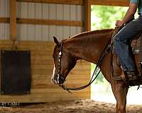 ranch-work-quarter-horse