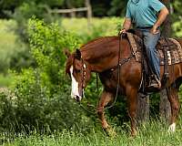 roping-quarter-horse