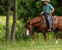 show-quarter-horse