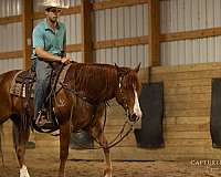trail-quarter-horse