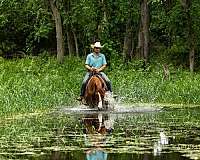 western-riding-quarter-horse