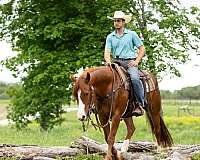 working-cattle-quarter-horse