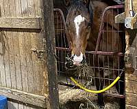 sock-horse