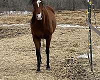 bay-sock-horse